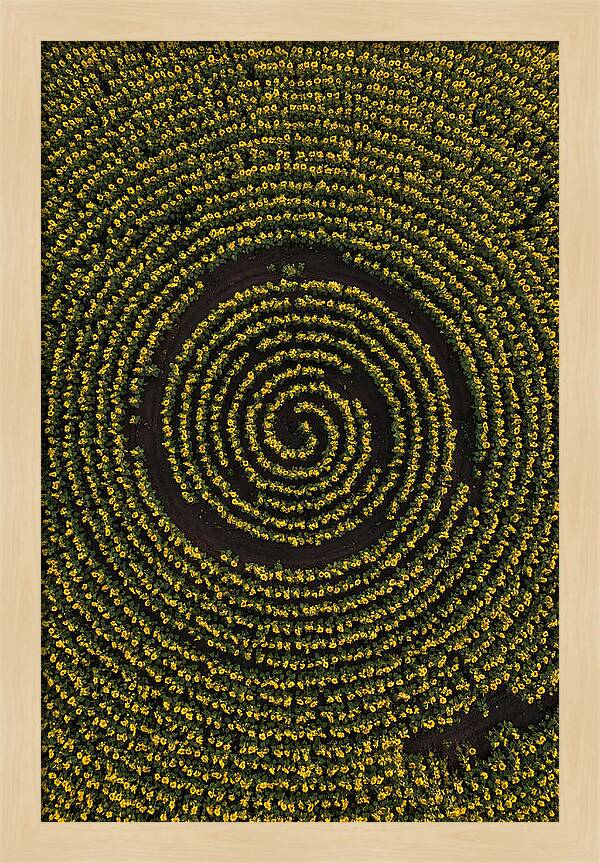 Drone View Of Sunflower Spiral
