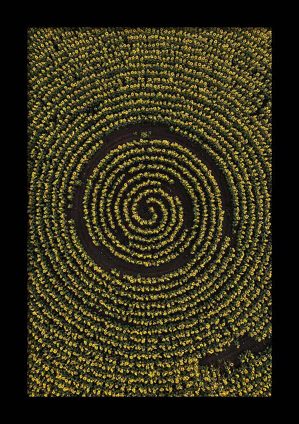 Drone View Of Sunflower Spiral