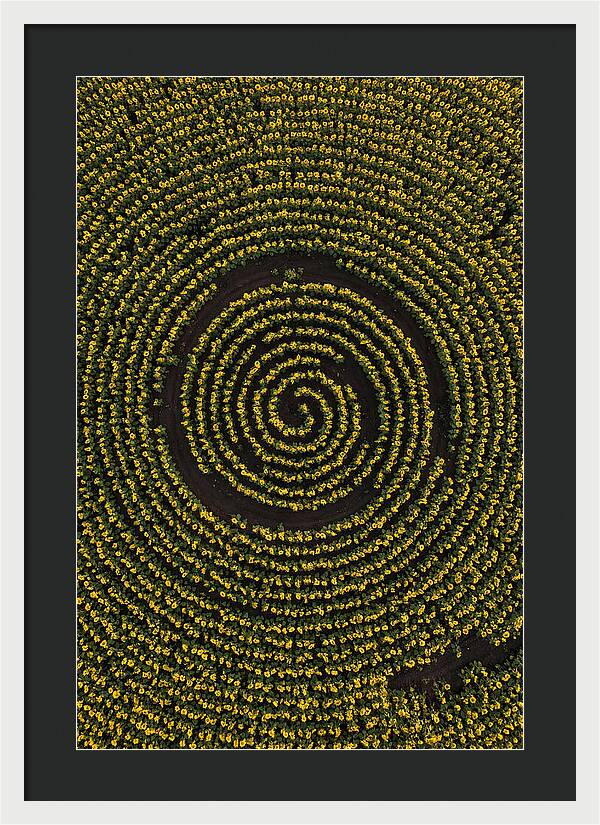 Drone View Of Sunflower Spiral