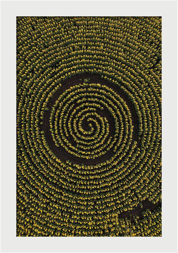 Drone View Of Sunflower Spiral