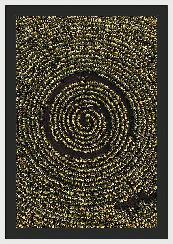 Drone View Of Sunflower Spiral