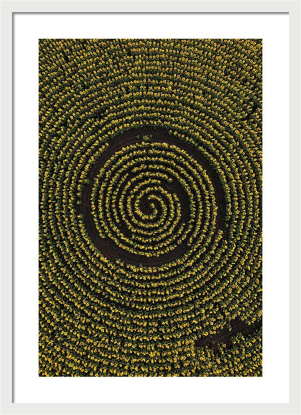 Drone View Of Sunflower Spiral