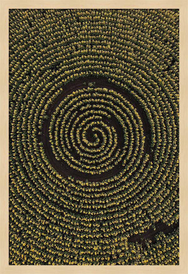 Drone View Of Sunflower Spiral