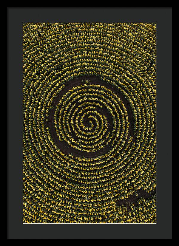 Drone View Of Sunflower Spiral