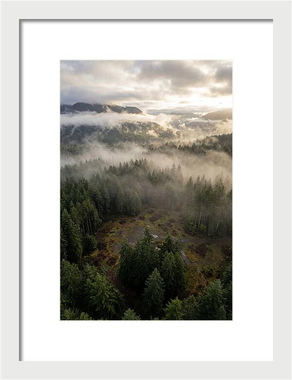 Drones Eye View Of Misty Forest