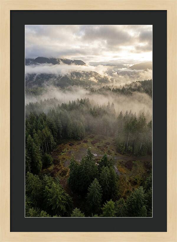 Drones Eye View Of Misty Forest