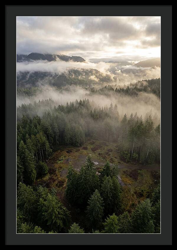 Drones Eye View Of Misty Forest