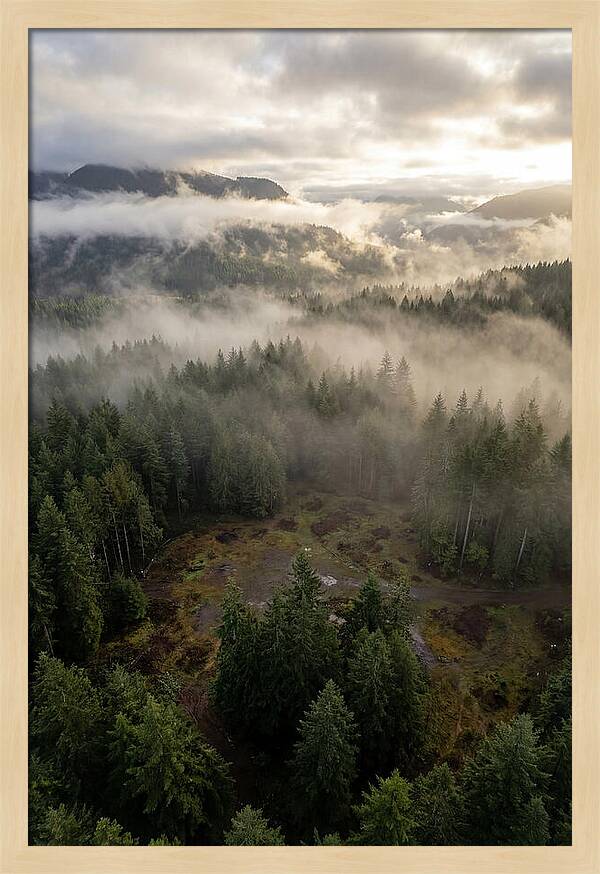 Drones Eye View Of Misty Forest