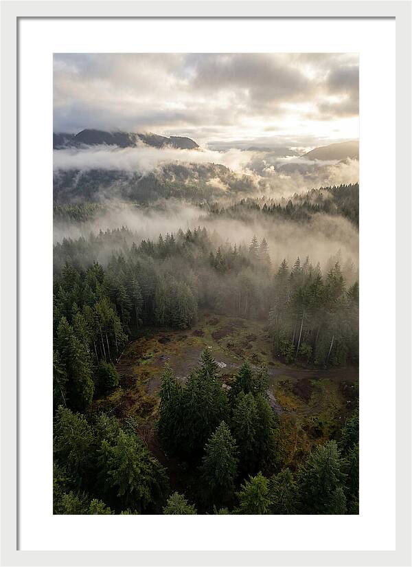 Drones Eye View Of Misty Forest