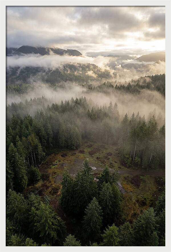 Drones Eye View Of Misty Forest