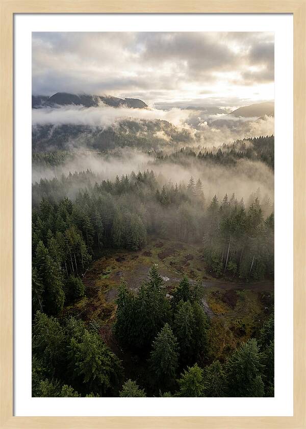 Drones Eye View Of Misty Forest