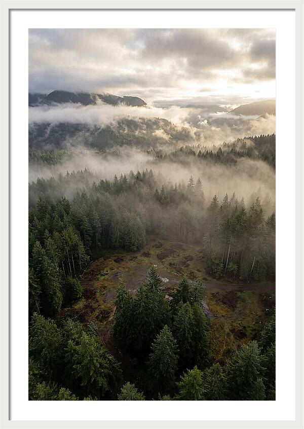Drones Eye View Of Misty Forest