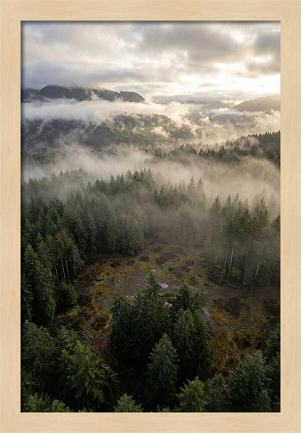 Drones Eye View Of Misty Forest