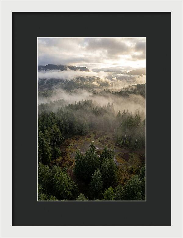 Drones Eye View Of Misty Forest