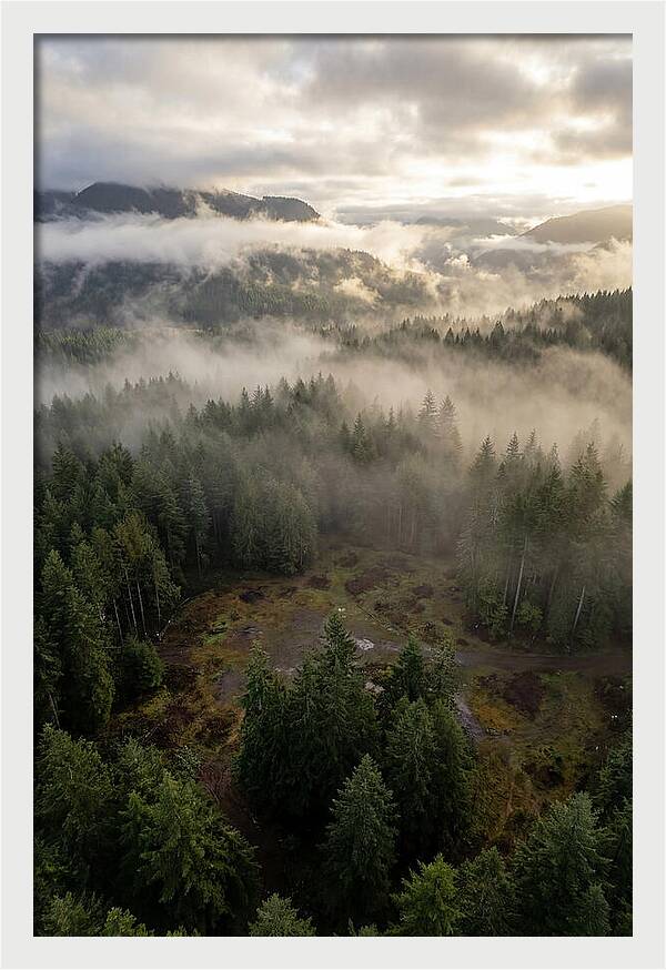Drones Eye View Of Misty Forest