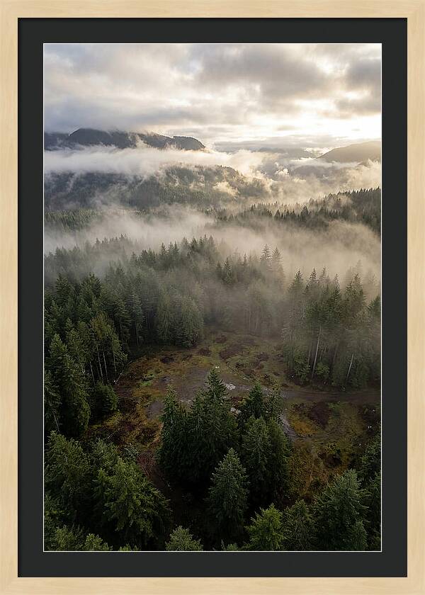 Drones Eye View Of Misty Forest