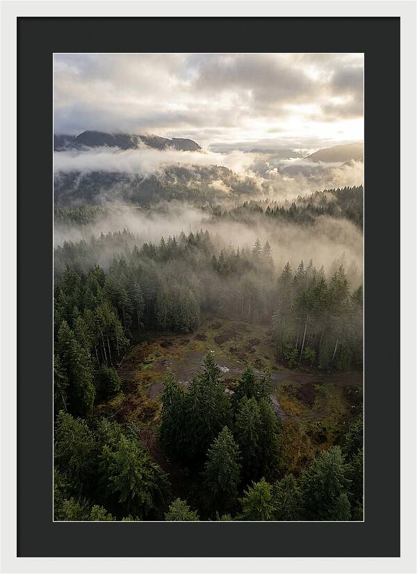 Drones Eye View Of Misty Forest