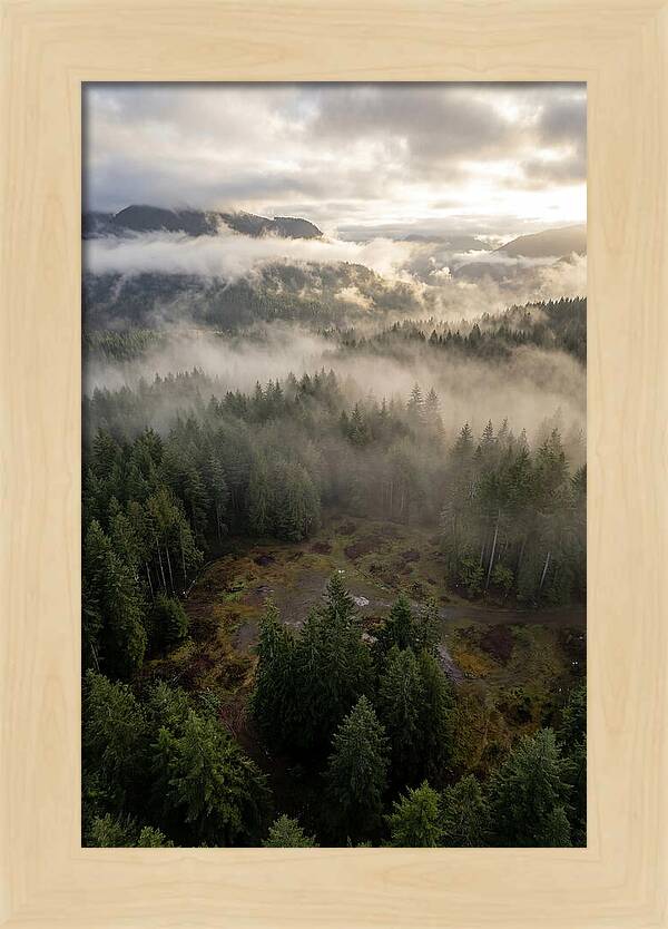 Drones Eye View Of Misty Forest
