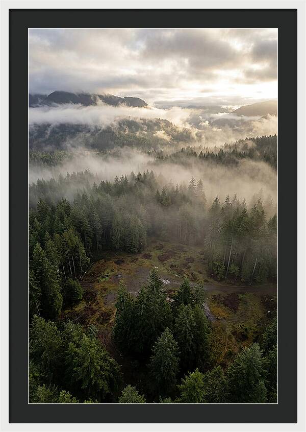 Drones Eye View Of Misty Forest