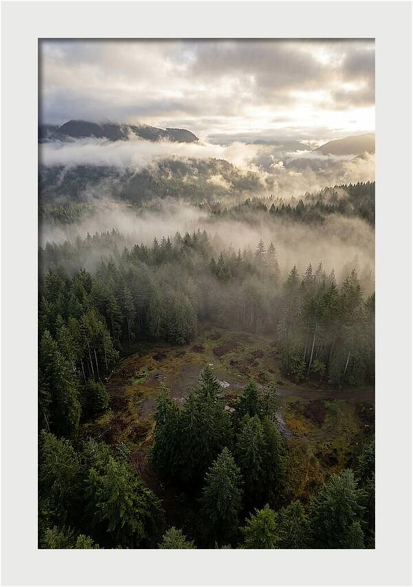 Drones Eye View Of Misty Forest