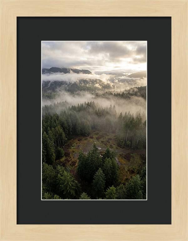 Drones Eye View Of Misty Forest