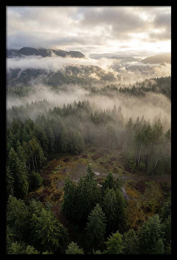 Drones Eye View Of Misty Forest