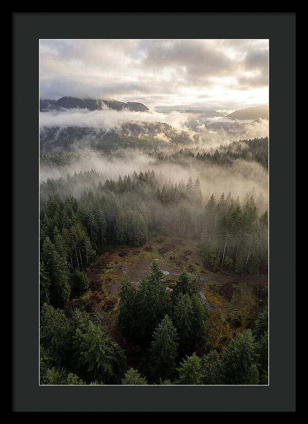 Drones Eye View Of Misty Forest
