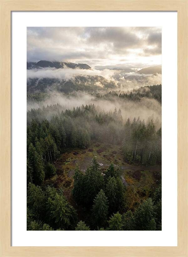Drones Eye View Of Misty Forest