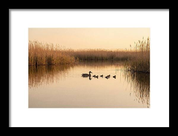 Duck Family Swimming Together
