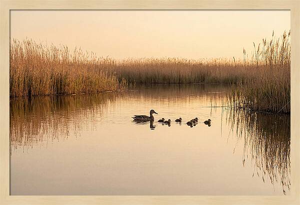Duck Family Swimming Together