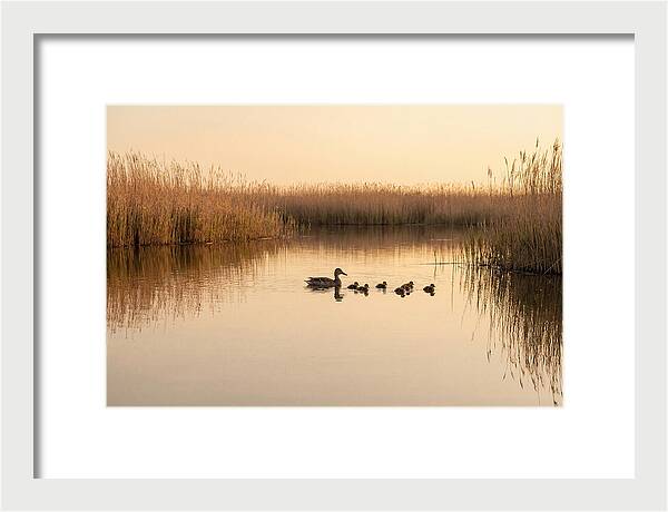 Duck Family Swimming Together