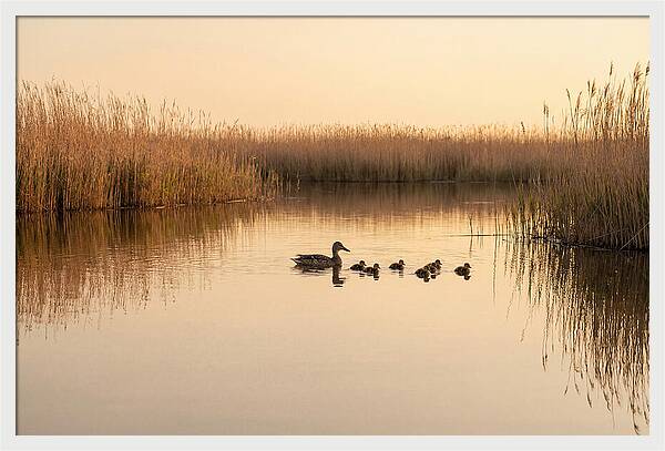 Duck Family Swimming Together