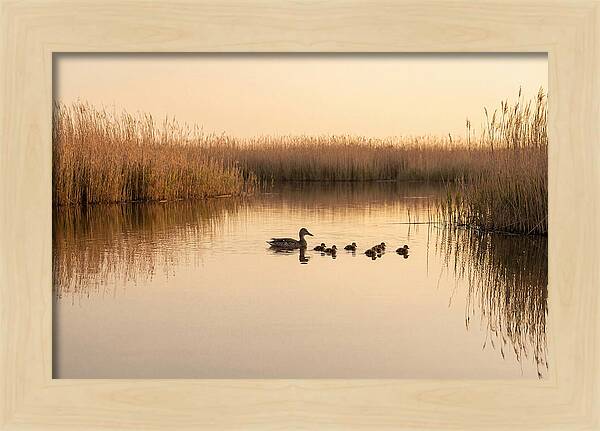 Duck Family Swimming Together