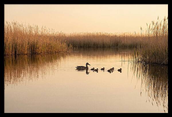Duck Family Swimming Together