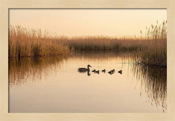 Duck Family Swimming Together