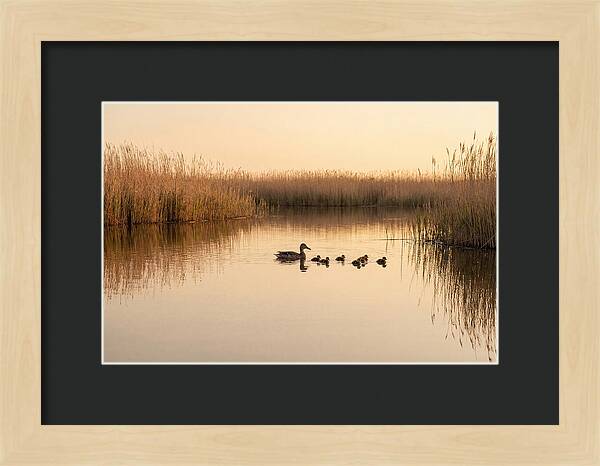 Duck Family Swimming Together