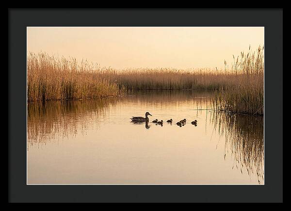 Duck Family Swimming Together
