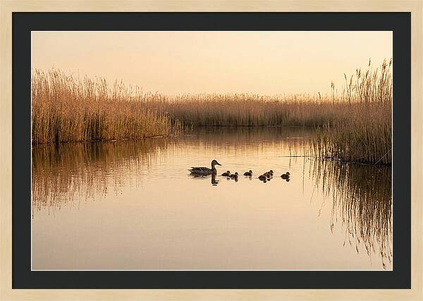 Duck Family Swimming Together
