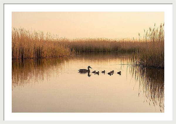 Duck Family Swimming Together