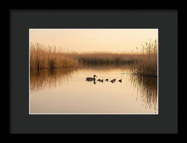 Duck Family Swimming Together