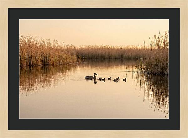Duck Family Swimming Together