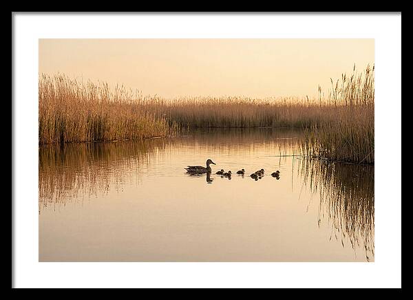 Duck Family Swimming Together