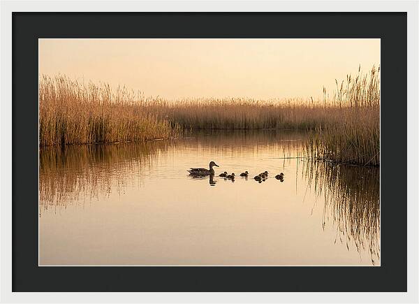 Duck Family Swimming Together
