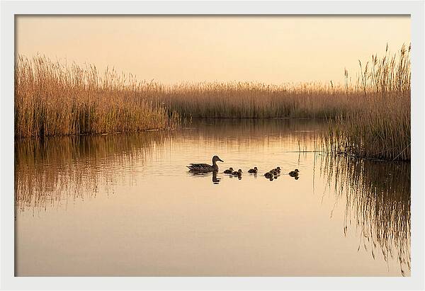 Duck Family Swimming Together
