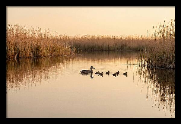 Duck Family Swimming Together