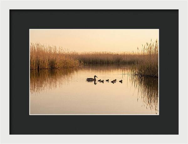 Duck Family Swimming Together