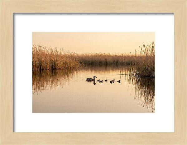 Duck Family Swimming Together