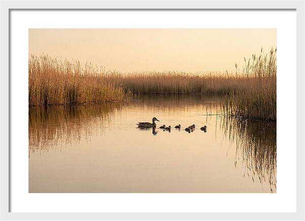 Duck Family Swimming Together