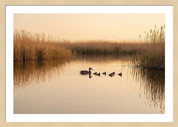 Duck Family Swimming Together