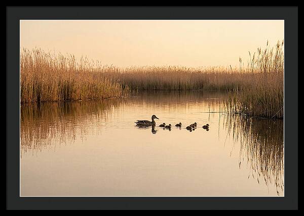 Duck Family Swimming Together